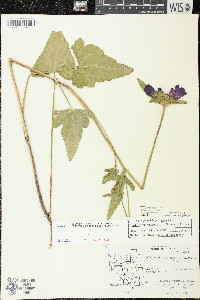 Callirhoe triangulata image