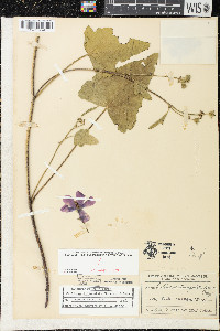 Callirhoe triangulata image