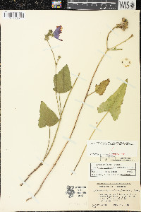 Callirhoe triangulata image