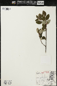 Shepherdia canadensis image