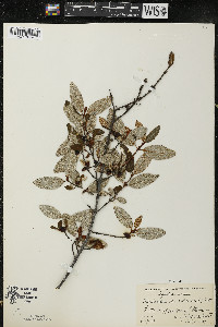 Shepherdia canadensis image