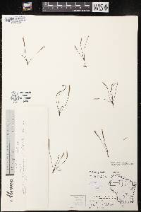 Drosera linearis image