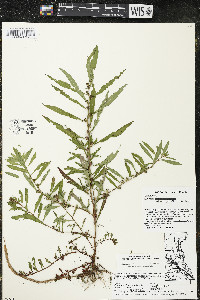 Ludwigia polycarpa image