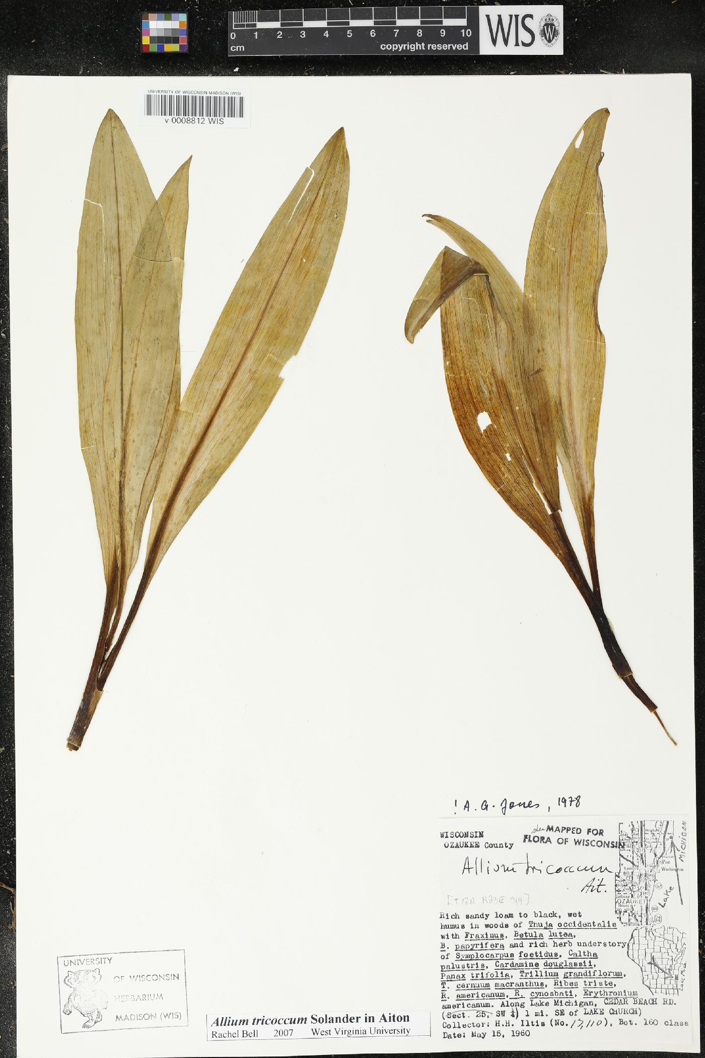 Allium tricoccum image