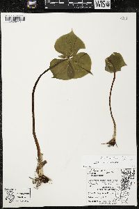 Trillium cernuum image