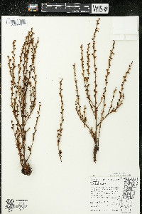 Epifagus virginiana image
