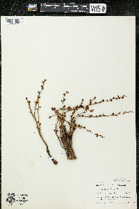 Epifagus virginiana image