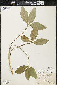 Menyanthes trifoliata image