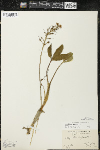 Menyanthes trifoliata image