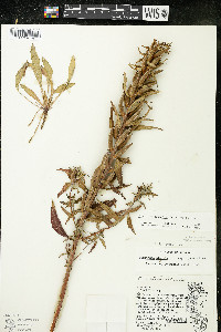 Oenothera oakesiana image