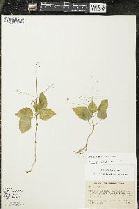 Circaea alpina image