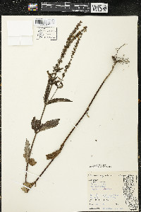 Veronica longifolia image