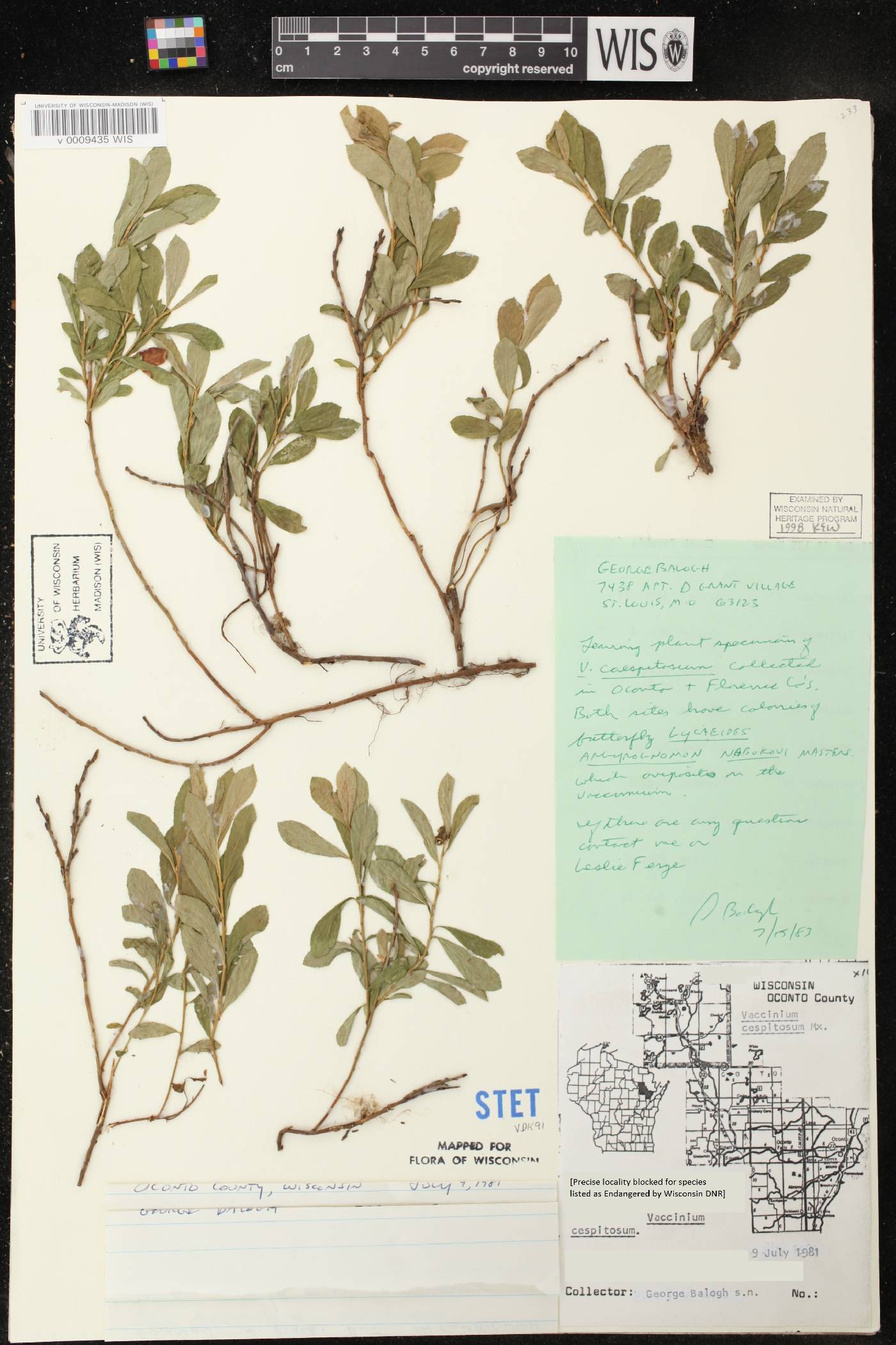 Vaccinium cespitosum image