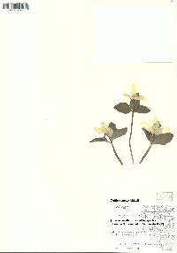 Trillium nivale image