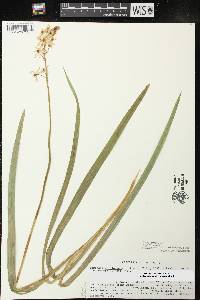 Camassia scilloides image