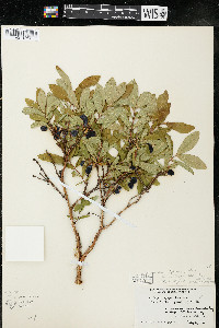 Lonicera villosa image