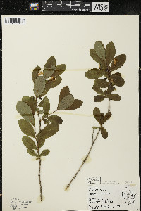 Lonicera oblongifolia image