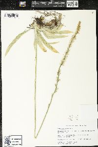 Aletris farinosa image