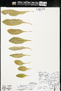 Dodecatheon amethystinum image