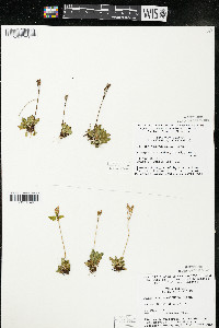 Primula mistassinica image