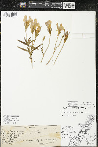 Gentianopsis virgata image