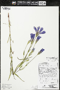 Gentianopsis virgata image