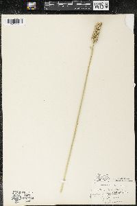 Aletris farinosa image