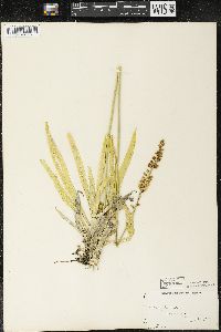 Aletris farinosa image