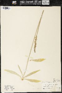 Aletris farinosa image