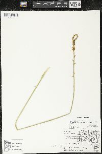 Aletris farinosa image