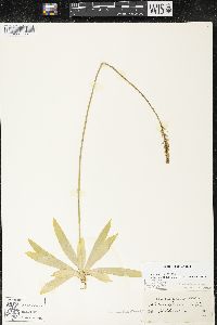 Aletris farinosa image
