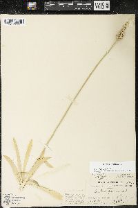 Aletris farinosa image