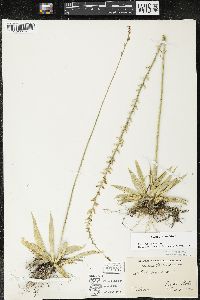 Aletris farinosa image