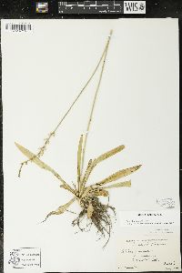 Aletris farinosa image