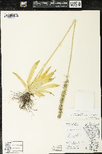 Aletris farinosa image