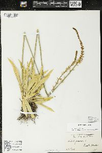 Aletris farinosa image