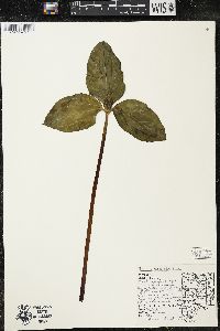 Trillium recurvatum image