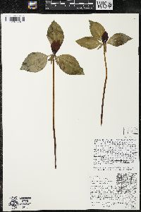 Trillium recurvatum image