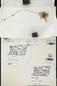 Lobelia dortmanna image