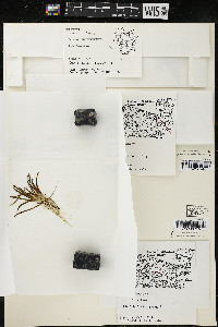 Lobelia dortmanna image