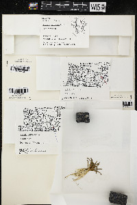 Lobelia dortmanna image