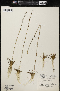 Lobelia dortmanna image