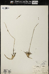 Lobelia dortmanna image