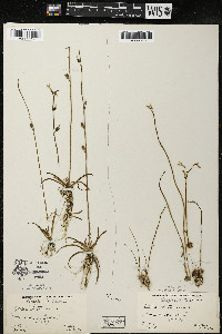 Lobelia dortmanna image