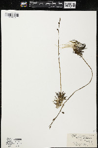 Lobelia dortmanna image