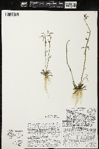 Lobelia dortmanna image