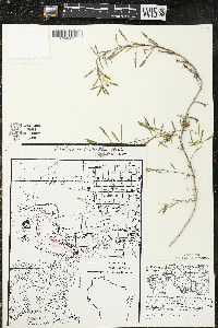 Oenothera serrulata image