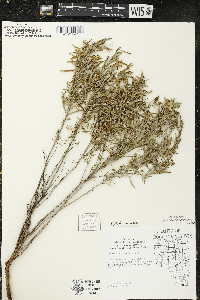 Oenothera serrulata image
