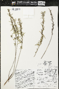 Oenothera serrulata image