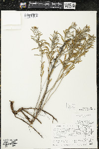 Oenothera serrulata image